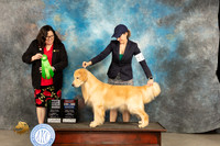 Golden Retriever #15 Fri BBEBIS Judge Sherry Patton