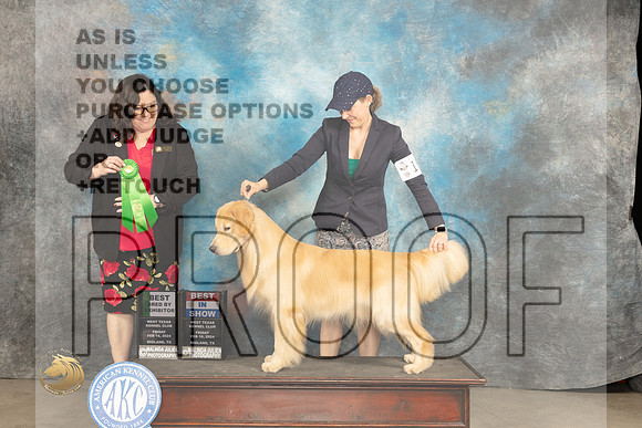 Golden Retriever #15 Fri BBEBIS Judge Sherry Patton_JP_0960_MIDLAND2024_HR3