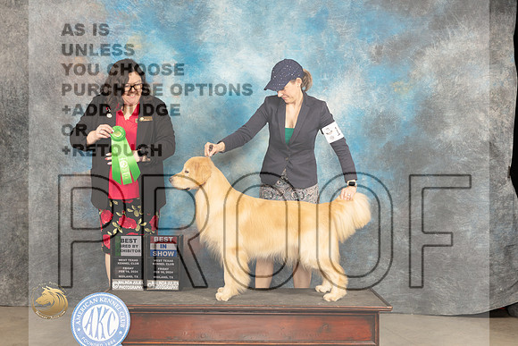 Golden Retriever #15 Fri BBEBIS Judge Sherry Patton_JP_0964_MIDLAND2024_HR3