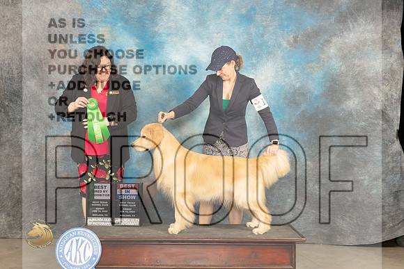 Golden Retriever #15 Fri BBEBIS Judge Sherry Patton_JP_0966_MIDLAND2024_HR3