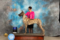 Great Dane #8 Fri WBBOW Judge Donnelle Richards