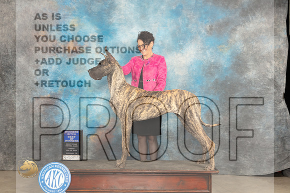 Great Dane #8 Fri WBBOW Judge Donnelle Richards_JP_0905_MIDLAND2024_HR3