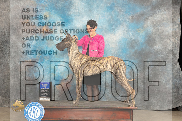 Great Dane #8 Fri WBBOW Judge Donnelle Richards_JP_0906_MIDLAND2024_HR3