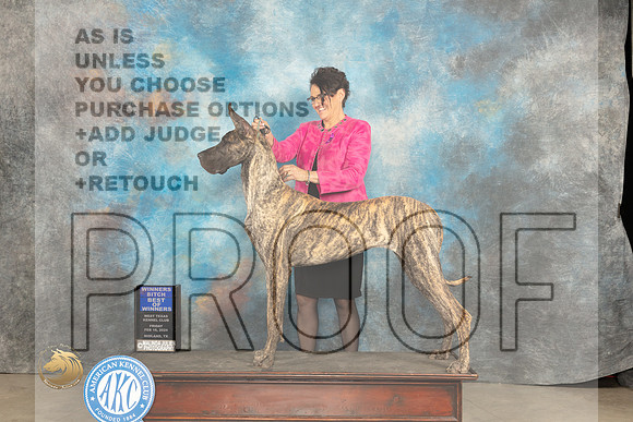 Great Dane #8 Fri WBBOW Judge Donnelle Richards_JP_0907_MIDLAND2024_HR3