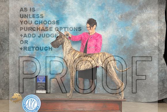 Great Dane #8 Fri WBBOW Judge Donnelle Richards_JP_0909_MIDLAND2024_HR3