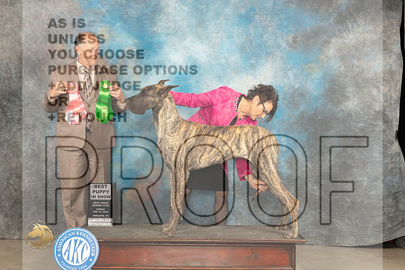Great Dane #8 Thur PBIS Judge Rich Mysilwiec_JP_0899_MIDLAND2024_HR3