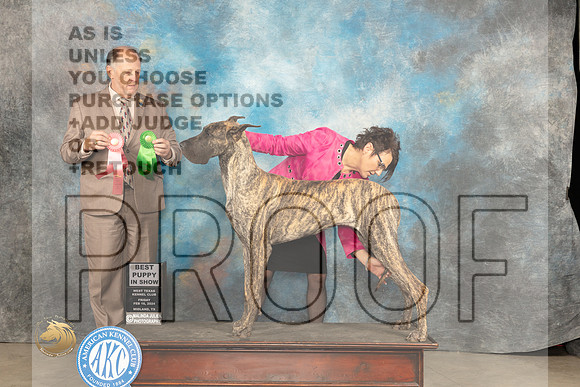 Great Dane #8 Thur PBIS Judge Rich Mysilwiec_JP_0900_MIDLAND2024_HR3