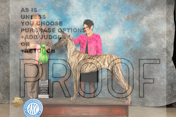 Great Dane #8 Thur PBIS Judge Rich Mysilwiec_JP_0901_MIDLAND2024_HR3