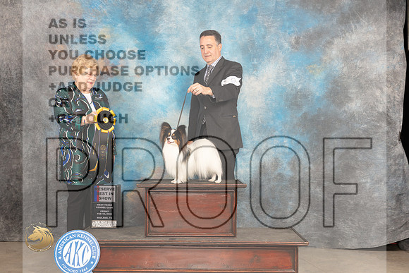 Papillonn #9 Fri RBIS Judge Judy Brown_JP_0922_MIDLAND2024_HR3