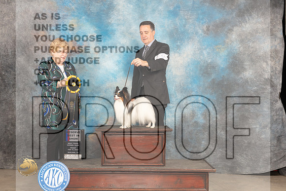 Papillonn #9 Fri RBIS Judge Judy Brown_JP_0923_MIDLAND2024_HR3