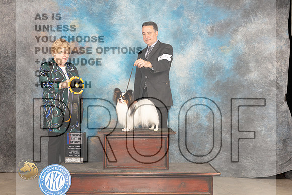 Papillonn #9 Fri RBIS Judge Judy Brown_JP_0924_MIDLAND2024_HR3