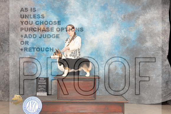Pembroke Welsh Corgi #11 Fri BBG2 Judge Sherry Patton_JP_0944_MIDLAND2024_HR3