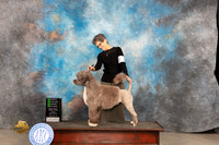 Portuguese Water Dog #10 Fri OHG2 Judge Carolyn Herbel