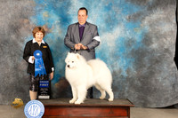 Samoyed #7 Fri G1 Judge Donnelle Richards
