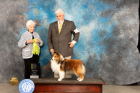 Shetland Sheepdog #22 Fri OHRBIS Judge Gloria Kerr