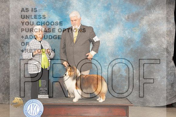 Shetland Sheepdog #22 Fri OHRBIS Judge Gloria Kerr_JP_0988_MIDLAND2024_HR3