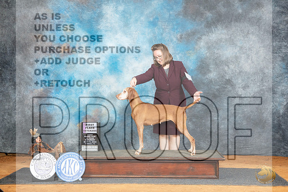 Vizsla #14 Sat BV Judge Lisa Graser__JP_7559_MARSHALL_2024_HR3