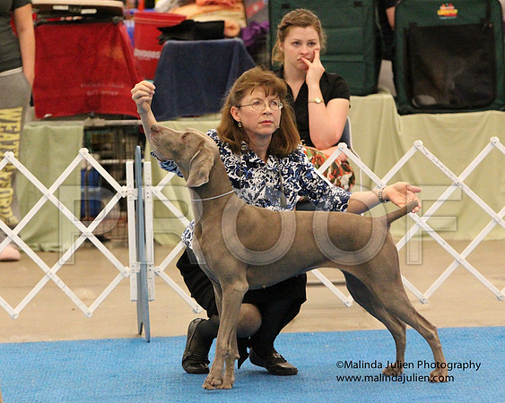 Weim-0919