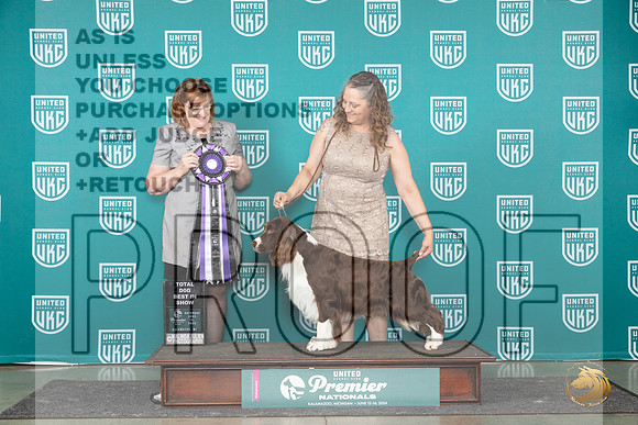 English Springer Spaniel #439 Sat TDBIS Judge Lori Sargent__JP_2794_Premier_2024_HR3