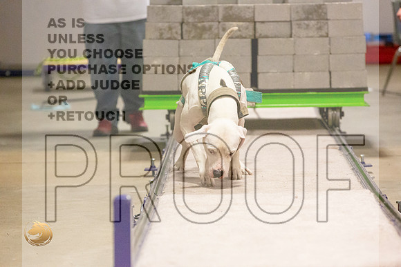 American Pit Bull Weight Pull Thurs_JJL_5467_BeltonTxClassic2021-HR3