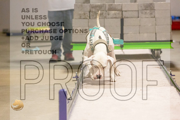 American Pit Bull Weight Pull Thurs_JJL_5466_BeltonTxClassic2021-HR3