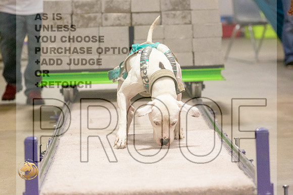American Pit Bull Weight Pull Thurs_JJL_5472_BeltonTxClassic2021-HR3