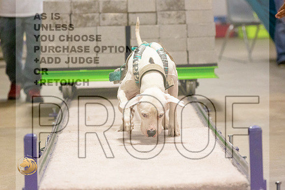 American Pit Bull Weight Pull Thurs_JJL_5471_BeltonTxClassic2021-HR3