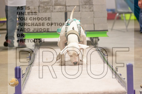 American Pit Bull Weight Pull Thurs_JJL_5470_BeltonTxClassic2021-HR3