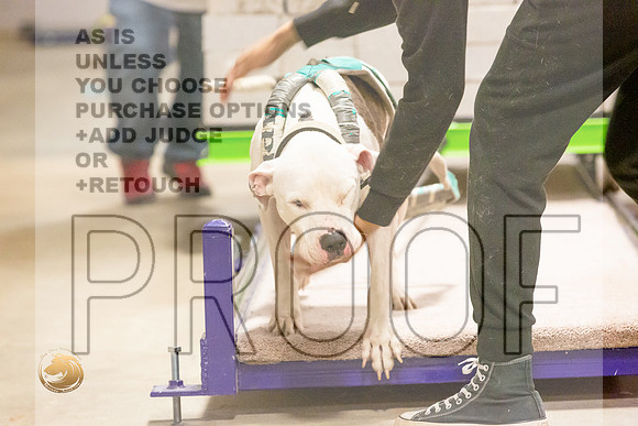 American Pit Bull Weight Pull Thurs_JJL_5477_BeltonTxClassic2021-HR3