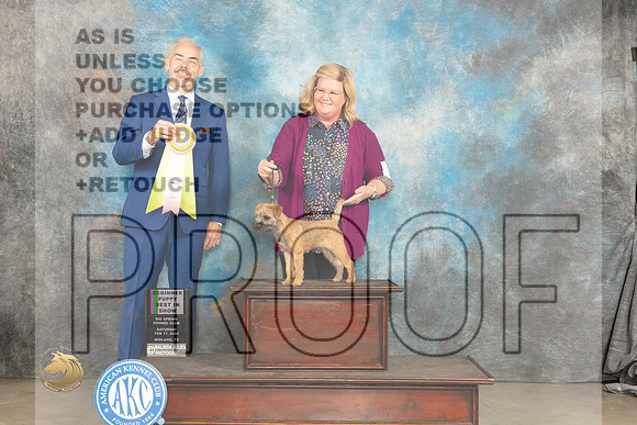 Border Terrier #16 Sat 4to6PBIS Judge Dale Martensen_JP_1117_MIDLAND2024_HR3