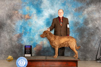 Chesapeake Bay Retriever #5 Sat BOBOHBOB Judge Marilyn Pipes
