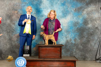 Border Terrier #16 Sat 4to6PBIS Judge Dale Martensen