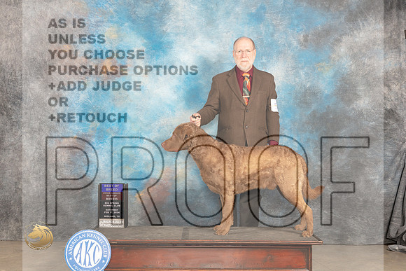 Chesapeake Bay Retriever #5 Sat BOBOHBOB Judge Marilyn Pipes_JP_1198_MIDLAND2024_HR3