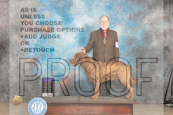 Chesapeake Bay Retriever #5 Sat BOBOHBOB Judge Marilyn Pipes_JP_1200_MIDLAND2024_HR3