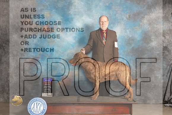 Chesapeake Bay Retriever #5 Sat BOBOHBOB Judge Marilyn Pipes_JP_1201_MIDLAND2024_HR3