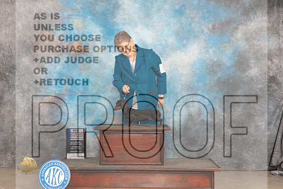 Dachshund Smooth #22 Sat WBBOWMCH Judge Donnelle Richards_JP_1236_MIDLAND2024_HR3