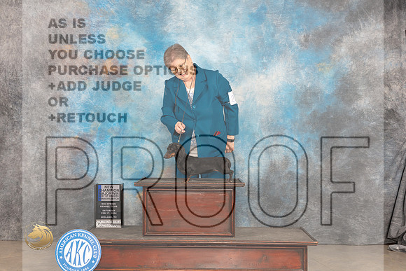 Dachshund Smooth #22 Sat WBBOWMCH Judge Donnelle Richards_JP_1237_MIDLAND2024_HR3