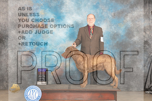 Chesapeake Bay Retriever #5 Sat BOBOHBOB Judge Marilyn Pipes_JP_1203_MIDLAND2024_HR3