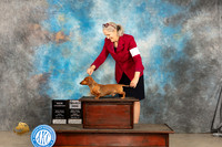 Dachshund Smooth #23 Fri SDGCH Judge Gloria Kerr r