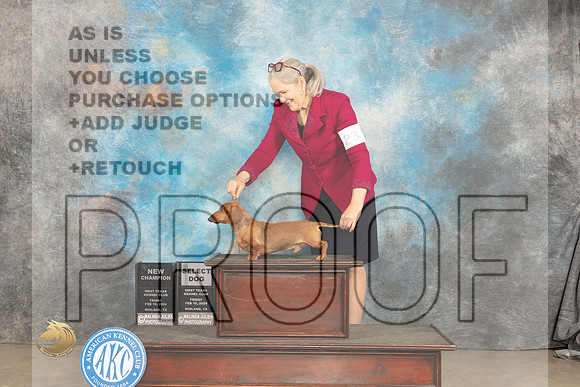 Dachshund Smooth #23 Fri SDGCH Judge Gloria Kerr r_JP_1243_MIDLAND2024_HR3