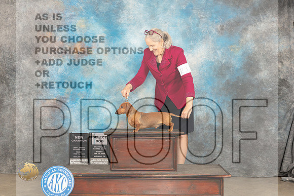 Dachshund Smooth #23 Fri SDGCH Judge Gloria Kerr r_JP_1244_MIDLAND2024_HR3