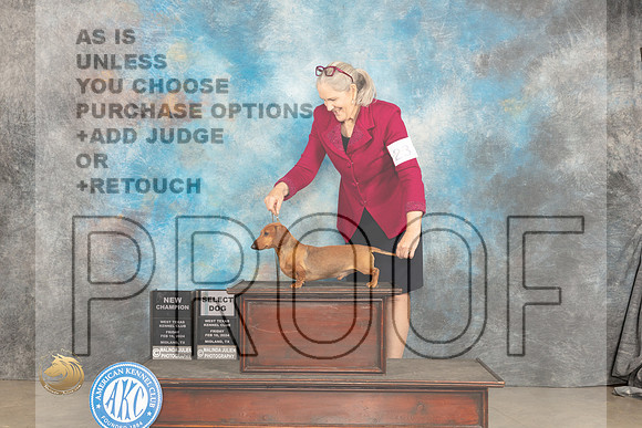 Dachshund Smooth #23 Fri SDGCH Judge Gloria Kerr r_JP_1245_MIDLAND2024_HR3
