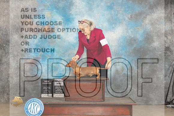 Dachshund Smooth #23 Fri SDGCH Judge Gloria Kerr r_JP_1246_MIDLAND2024_HR3