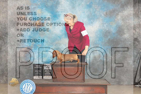 Dachshund Smooth #23 Fri SDGCH Judge Gloria Kerr r_JP_1247_MIDLAND2024_HR3