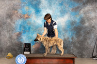 Dutch Shepherd #65 Sat BP4to6G1 Judge Dale Martensen