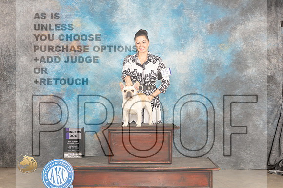 French Bulldog #15 Sat WD Judge Gloria Kerr_JP_1109_MIDLAND2024_HR3