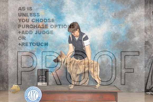 Dutch Shepherd #65 Sat BP4to6G1 Judge Dale Martensen_JP_1193_MIDLAND2024_HR3
