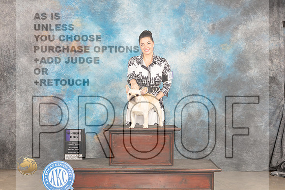 French Bulldog #15 Sat WD Judge Gloria Kerr_JP_1110_MIDLAND2024_HR3