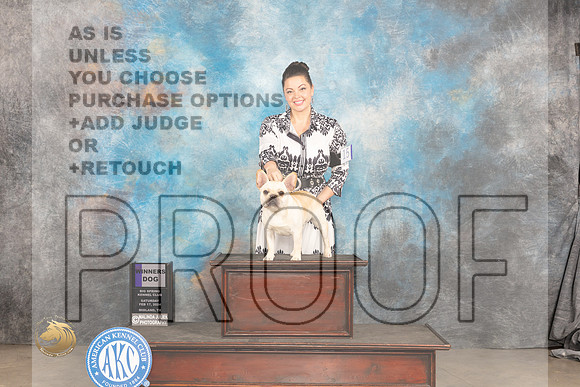 French Bulldog #15 Sat WD Judge Gloria Kerr_JP_1111_MIDLAND2024_HR3