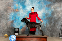 German Shorthaired Pointer #7 Sat SDM Judge Marilyn Pipes